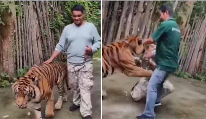 ವಿಡಿಯೊ: ಪುಕೇಟ್ ಟೈಗರ್ ಕಿಂಗ್‌ಡಮ್‌ನಲ್ಲಿ ಹುಲಿ ಜೊತೆ ಭಾರತದ ಪ್ರವಾಸಿಗನ ಹುಚ್ಚಾಟ