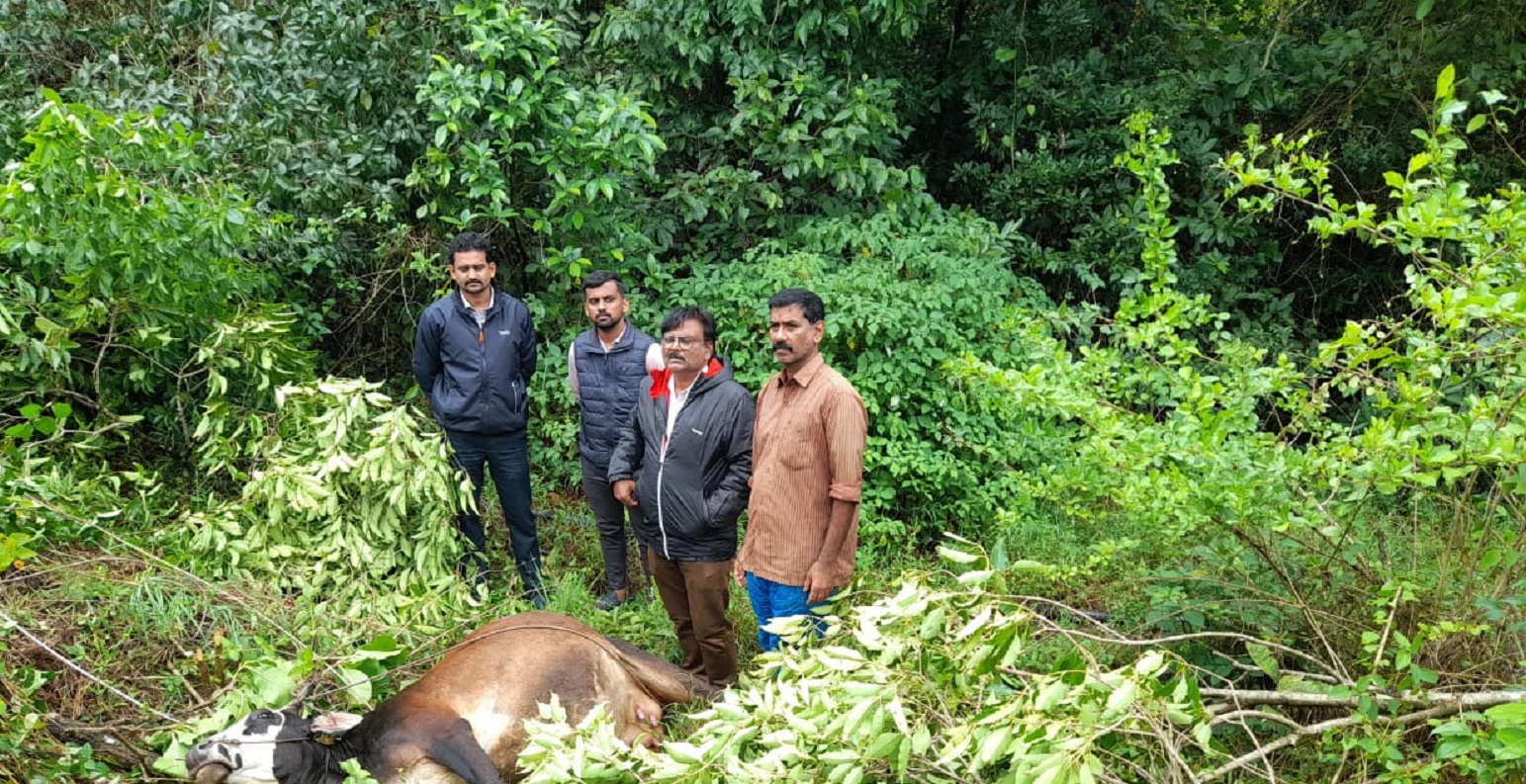 ಸೋಮವಾರಪೇಟೆ ತಾಲ್ಲೂಕಿನ ತಾಕೇರಿ ಗ್ರಾಮದ ನಿವಾಸಿ ಎಂ.ಟಿ.ರಘು ಅವರ ಹಸು ಮಳೆಯಿಂದ ವಿದ್ಯುತ್ ಕಂಬ ಬಿದ್ದು ಮೃತಪಟ್ಟಿದೆ