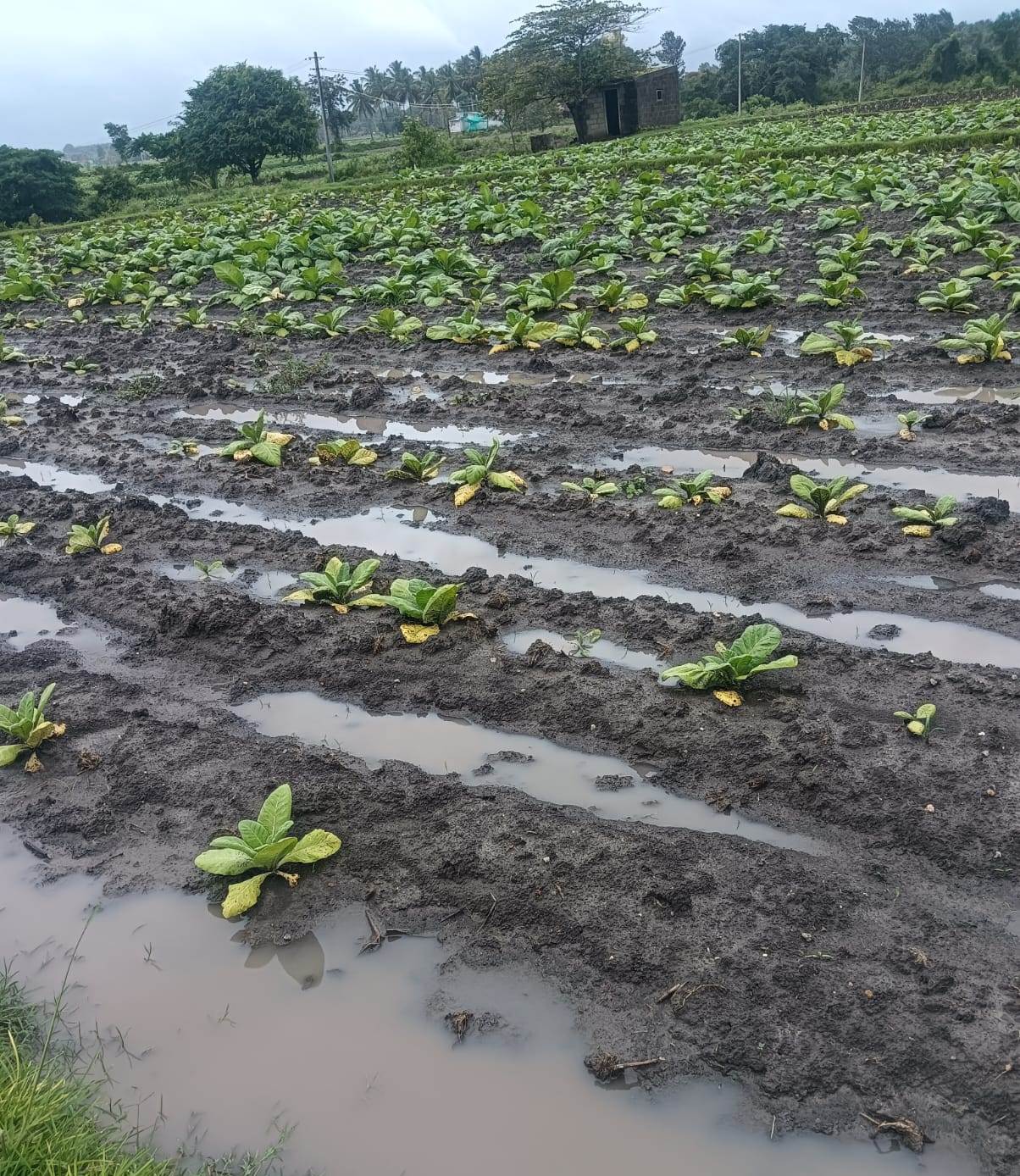 ನಿಂತ ನೀರಿನಲ್ಲಿ ತಂಬಾಕು ಸಸಿ