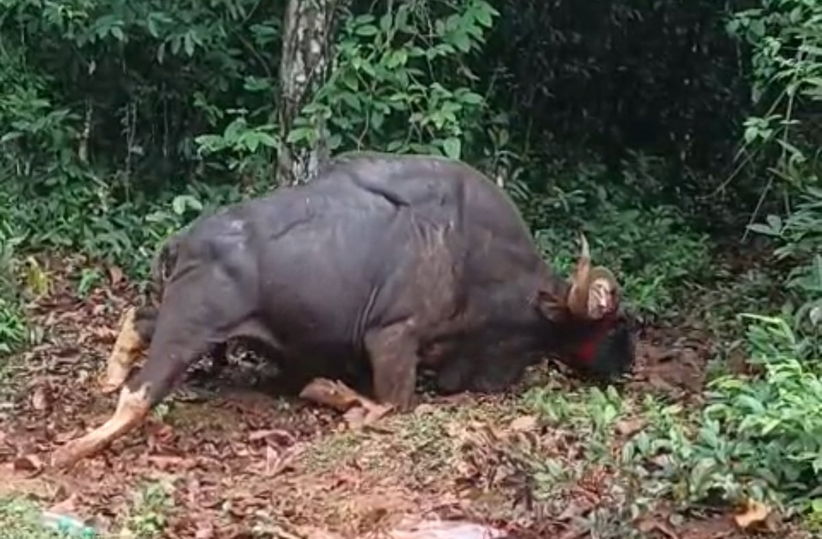 ವಿದ್ಯುತ್ ಸ್ಪರ್ಶ; ಕಾಡುಕೋಣ ಸಾವು