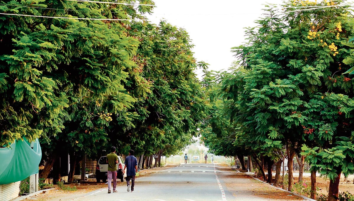 ಸಿಂಧನೂರು ಹಸಿರುಡುಗೆ ಪವಾಡ