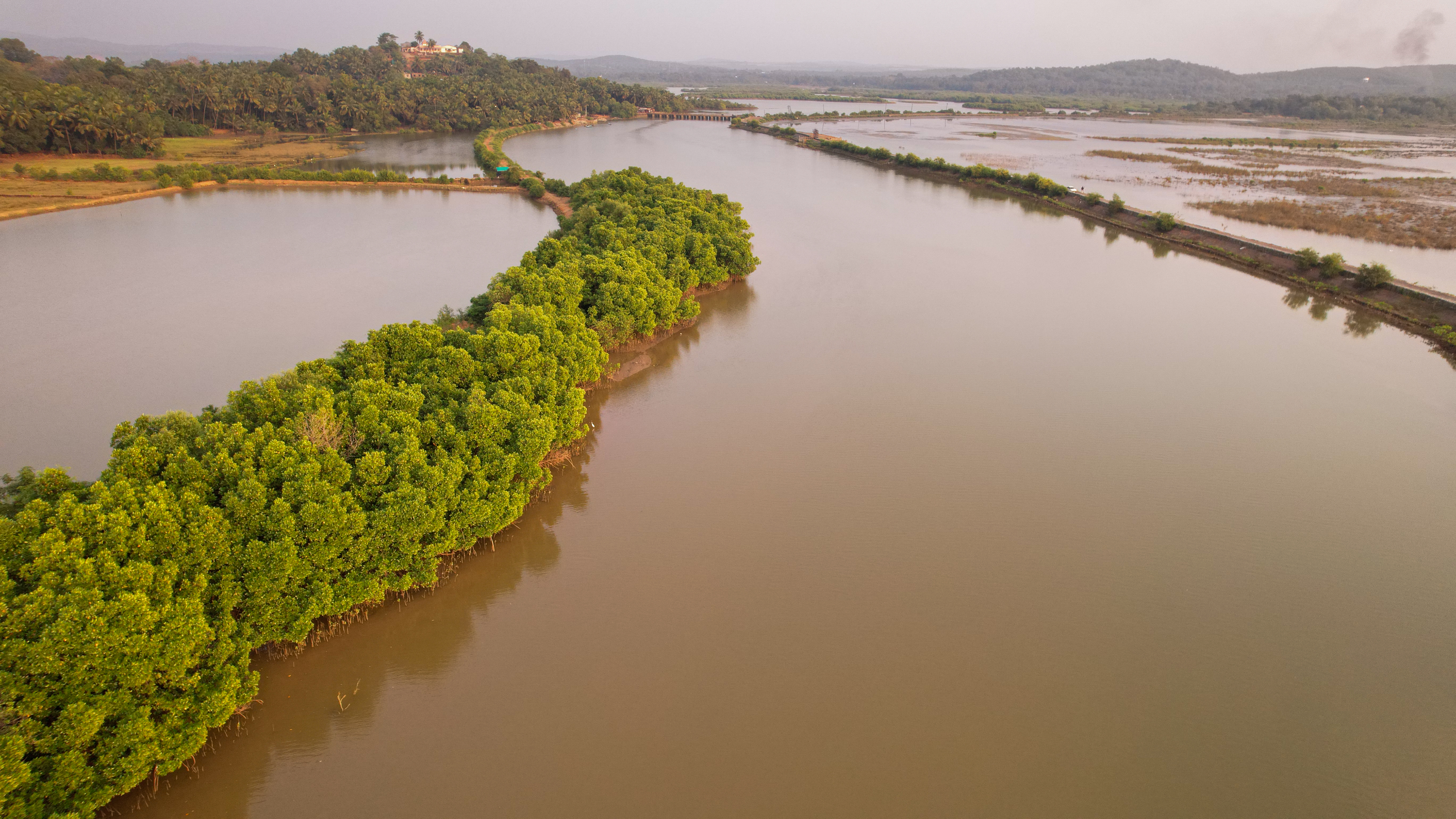 ಅಘನಾಶಿನಿ ಅಳಿವೆಯಲ್ಲಿರುವ ಕಾಂಡ್ಲಾ ಕಾಡು ಚಿತ್ರ: ಯೋಗೇಶ್‌ ಮಡಿವಾಳ