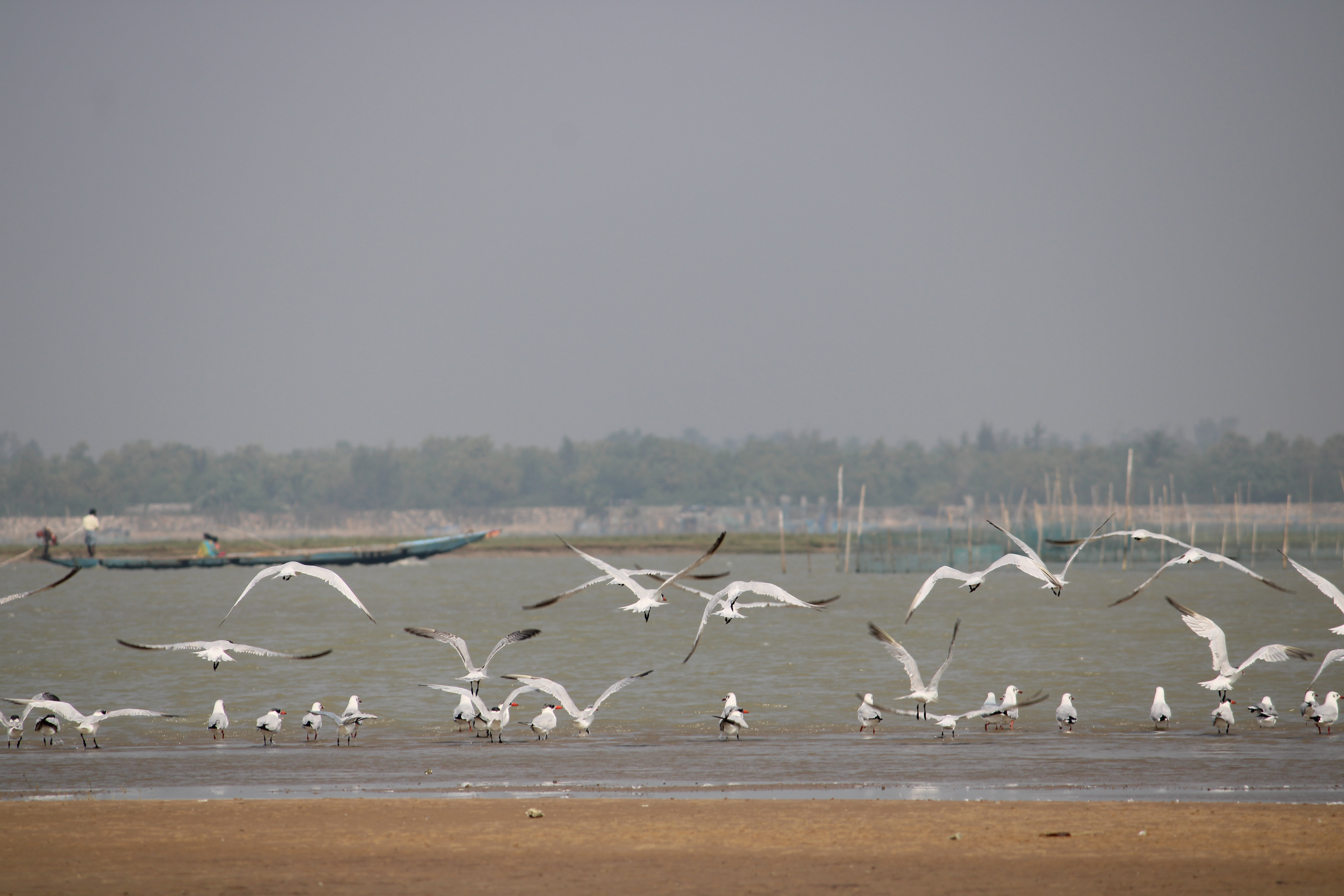 ಸರೋವರದ ತೀರದಲ್ಲಿ ಪಕ್ಷಿಗಳ ಕಲರವ