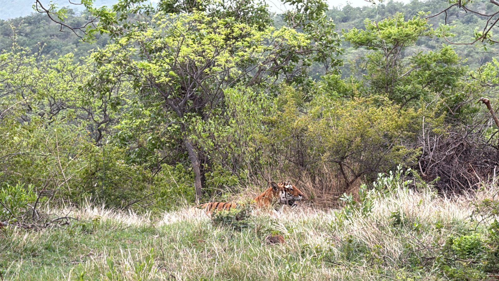 ಸಫಾರಿಯಲ್ಲಿ ಪ್ರವಾಸಿಗರಿಗೆ ಕಾಣಿಸಿಕೊಂಡ ಹುಲಿ