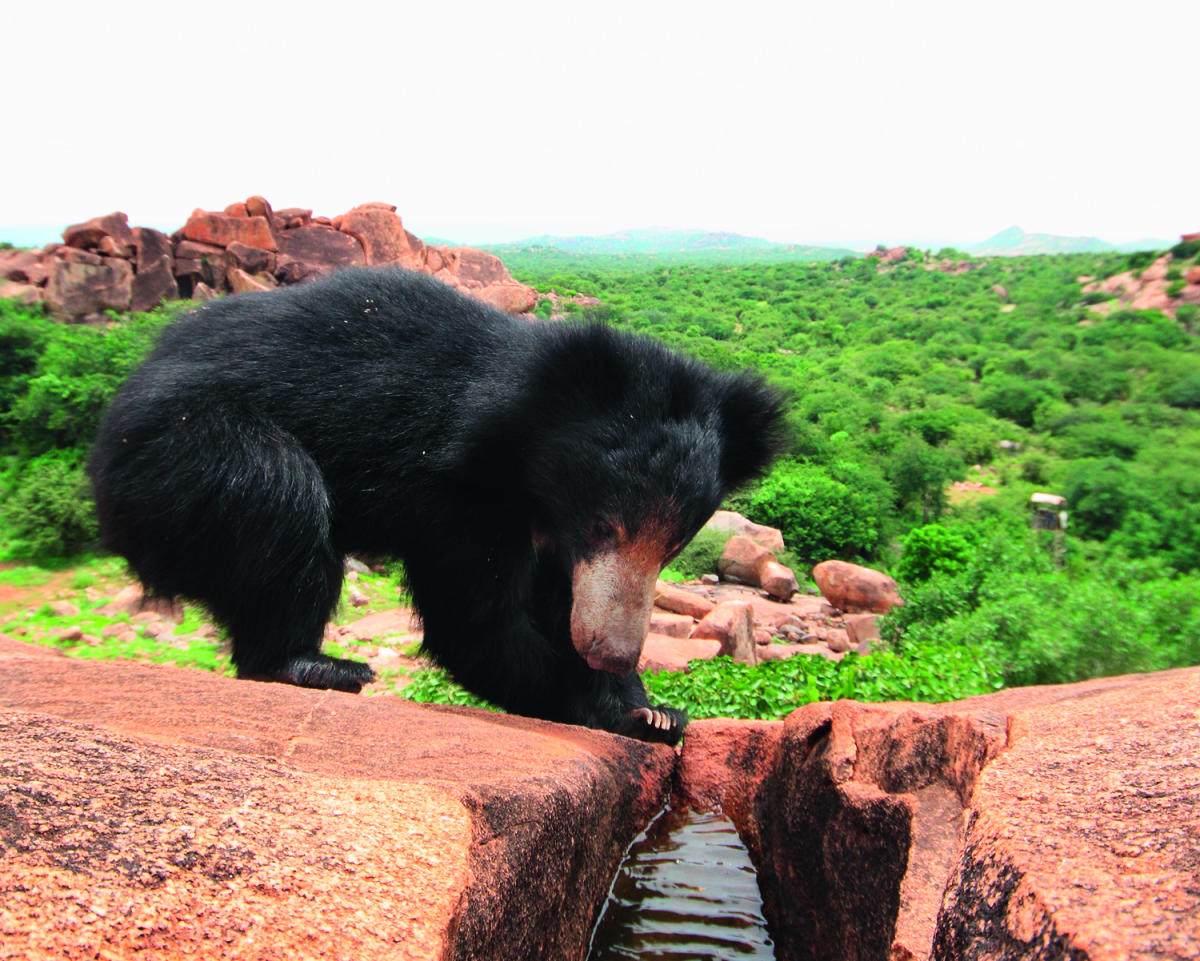 ದರೋಜಿಯಲ್ಲಿ ವಿಹರಿಸುತ್ತಿರುವ ಕರಡಿ