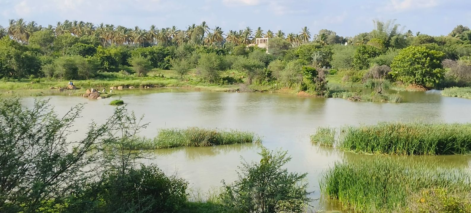 ದೊಡ್ಡಬಳ್ಳಾಪುರ ತಾಲ್ಲೂಕಿನ ಅರಳುಮಲ್ಲಿಗೆ ಕೆರೆಗೆ ಕರೇನಹಳ್ಳಿ ಭಾಗದಿಂದ ಹರಿದು ಬರುವ ತ್ಯಾಜ್ಯ ನೀರು