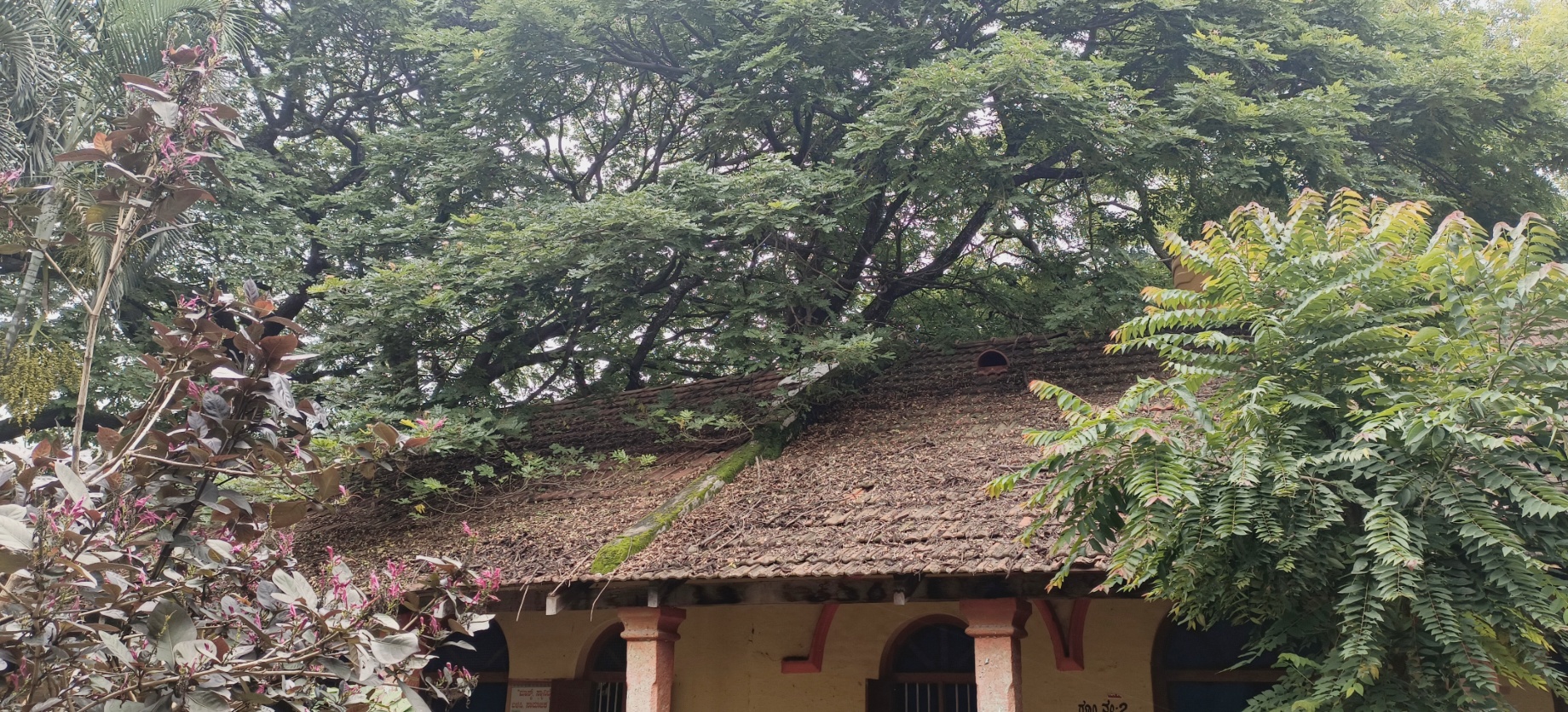 ಮೇಲ್ಚಾವಣಿ ಮೇಲೆ ದೊಡ್ಡ ಮರದ ಕೊಂಬೆ ಇಂದ ತೊಂದರೆ ಯಾಗುತ್ತಿರುವುದು