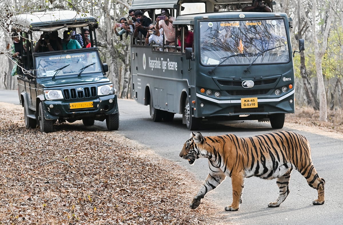 ನಾಗರಹೊಳೆ: ಸಫಾರಿ ಸಮಯ, ಶುಲ್ಕ ಪರಿಷ್ಕರಣೆ