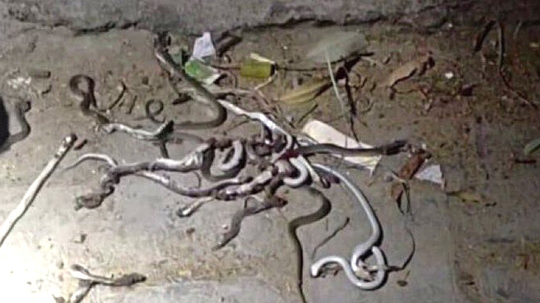 ಮೀರಠ್‌: 52 ಹಾವುಗಳ ಹತ್ಯೆ, 8 ಉರಗಗಳ ರಕ್ಷಣೆ