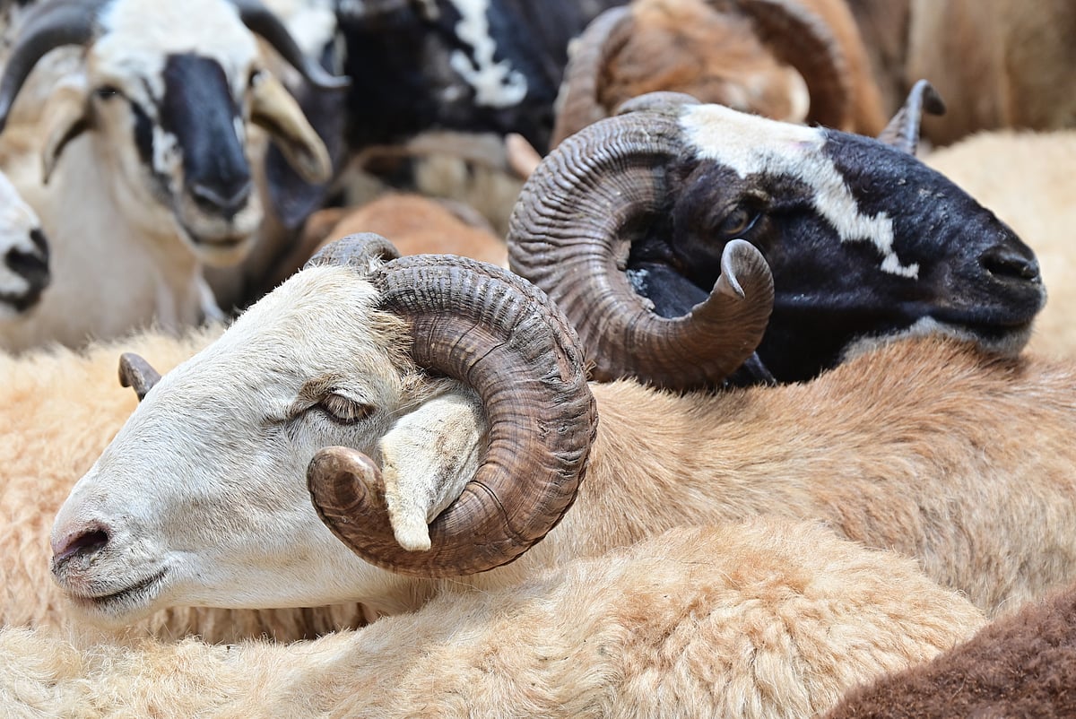 ದಾವಣಗೆರೆ ಜಿಲ್ಲೆಯಲ್ಲಿ ಕಡಿಮೆಯಾಗಿದೆ ಜಾನುವಾರು ಸಂತತಿ: ಶೇ 10ರಷ್ಟು ಕುಸಿತ!