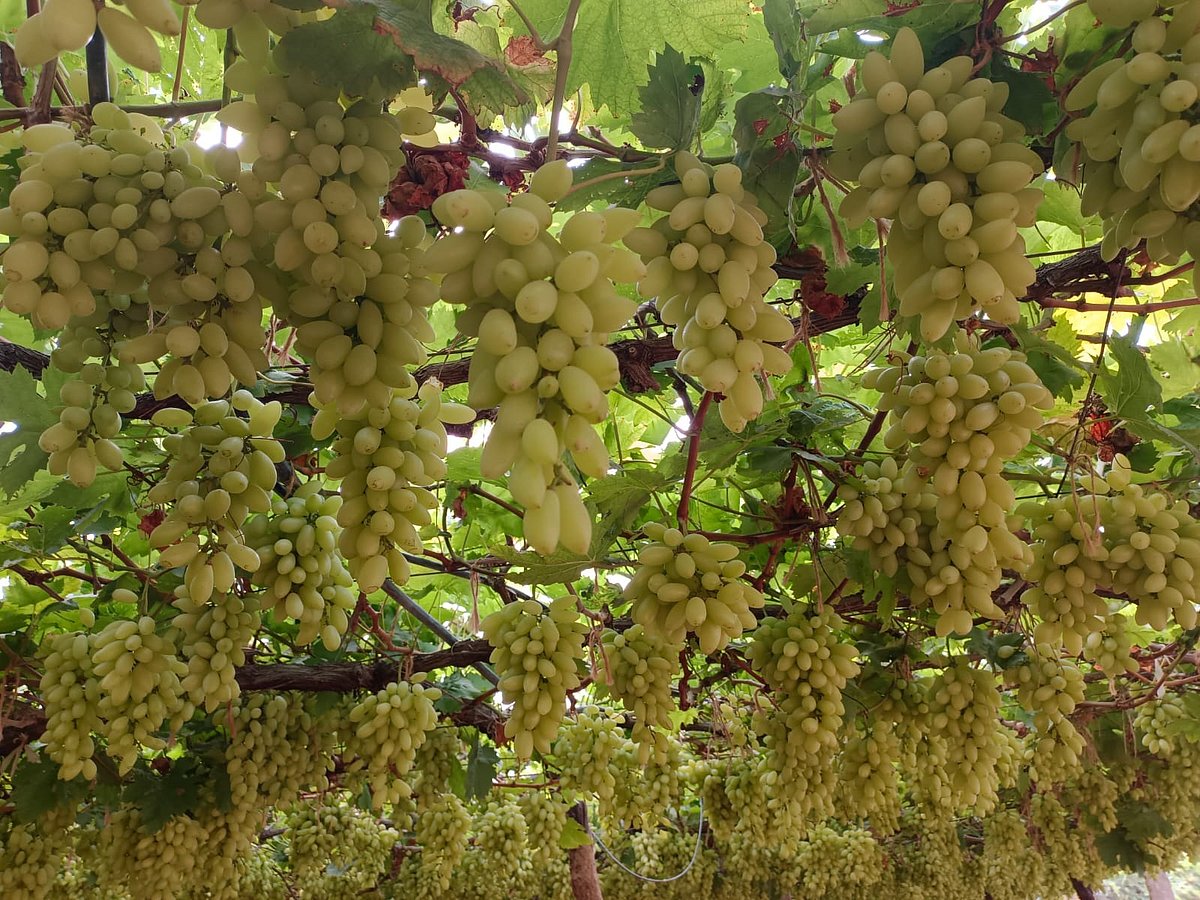 ಮಳೆ, ಮಾವಿನ ಹೊಡೆತಕ್ಕೆ ದ್ರಾಕ್ಷಿ ಬೆಲೆ ಕುಸಿತ