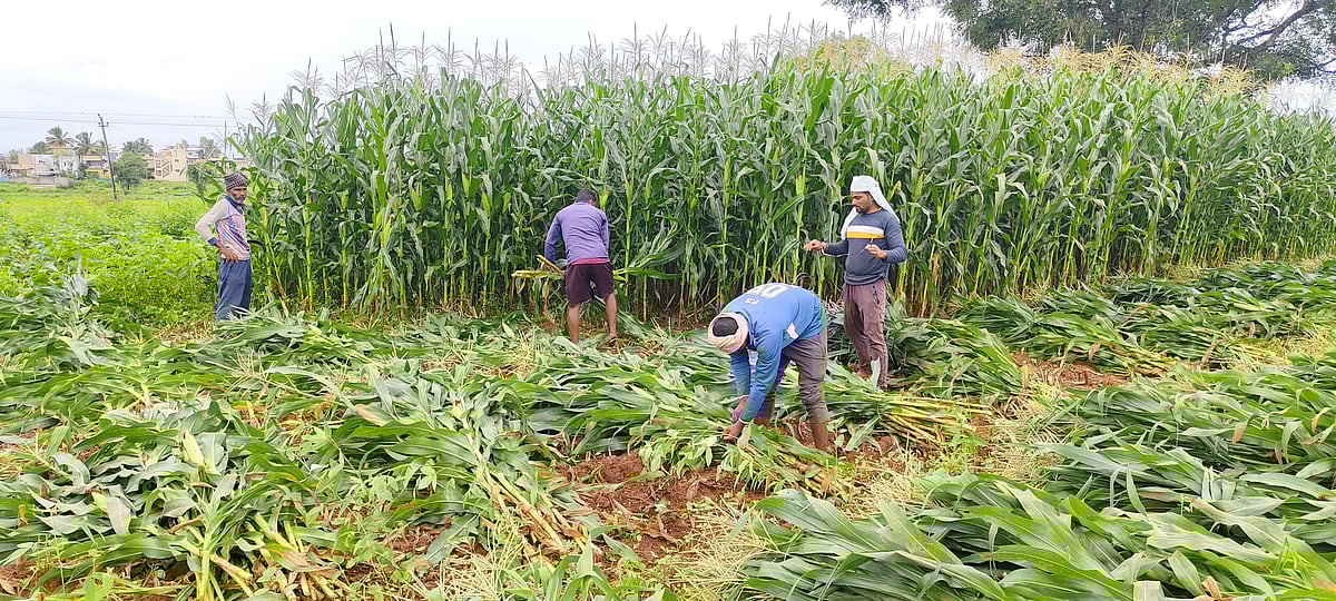 ಹಂಪಾಪುರ: ಬಲಿಯದ ಮೆಕ್ಕೆಜೋಳ ಕೇರಳಕ್ಕೆ 