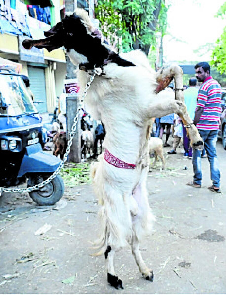 ಚಾಮರಾಜಪೇಟೆಯ ಮುಖ್ಯರಸ್ತೆಯಲ್ಲಿ ಹೋತವೊಂದು ಎರಡು ಕಾಲುಗಳ ಮೇಲೆ ನಿಂತಿತ್ತು (ಎಡಚಿತ್ರ) ಈದ್ಗಾ ಮೈದಾನಕ್ಕೆ ಸಂಪರ್ಕ ಕಲ್ಪಿಸುವ ರಸ್ತೆಯಲ್ಲಿ ಮುಸ್ಲಿಂ ಸಮುದಾಯದವರು ಕುರಿಗಳ ಖರೀದಿಯಲ್ಲಿ ತೊಡಗಿದ್ದರುಚಿತ್ರ: ಕಿಶೋರ್ ಕುಮಾರ್ ಬೋಳಾರ್