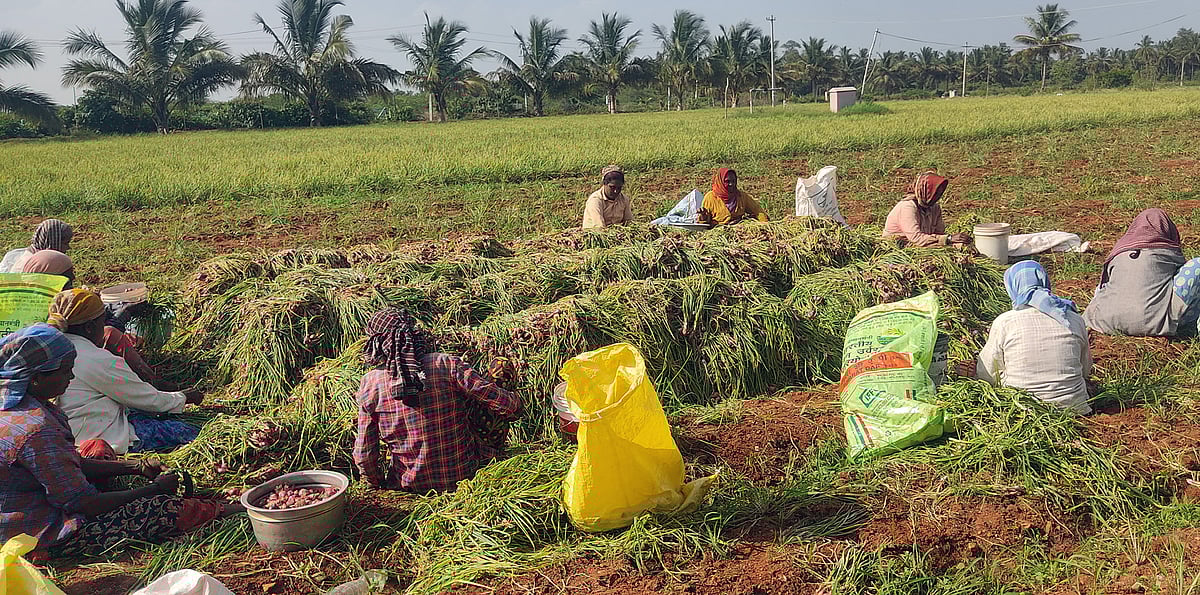 ಸಾಂಬಾರ್‌ ಈರುಳ್ಳಿಗೆ ಬಂಪರ್ ಧಾರಣೆ: ಎಕರೆಗೆ 40 ಕ್ವಿಂಟಲ್ ಇಳುವರಿ ನಿರೀಕ್ಷೆ