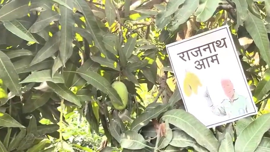 ಉತ್ತರ ಪ್ರದೇಶ | ಮಾವಿನ ತಳಿಗೆ ‘ರಾಜನಾಥ ಮಾವು’ ಎಂದು ಹೆಸರಿಟ್ಟ ಮ್ಯಾಂಗೋ ಮ್ಯಾನ್