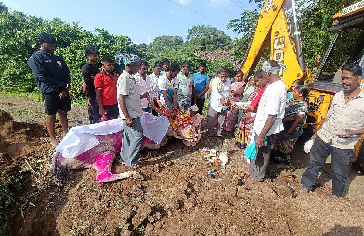 ಚಿಕ್ಕೋಡಿ: ಹಿಂದೂ ವಿಧಾನದಂತೆ ಮುಸ್ಲಿಮರಿಂದ ಎತ್ತಿನ ಅಂತ್ಯಕ್ರಿಯೆ