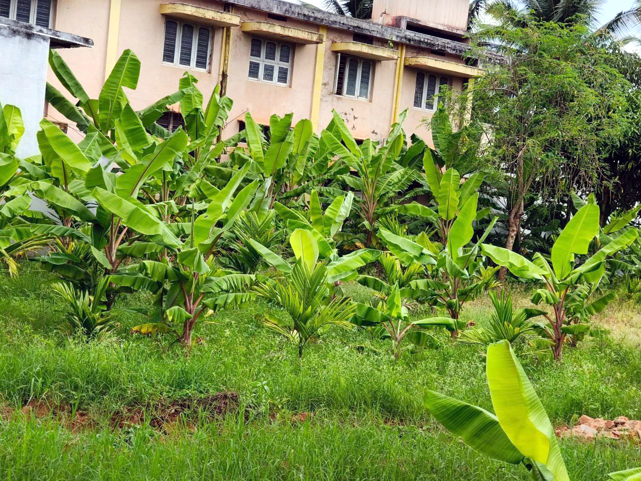 ಶಿಕಾರಿಪುರದ ಸಿದ್ಧಲಿಂಗೇಶ್ವರ ಸರ್ಕಾರಿ ಹಿರಿಯ ಪ್ರಾಥಮಿಕ ಶಾಲೆ ಹಿಂಭಾಗದಲ್ಲಿ ನಿರ್ಮಿಸಿರುವ ಅಡಿಕೆ ಬಾಳೆ ತೋಟ