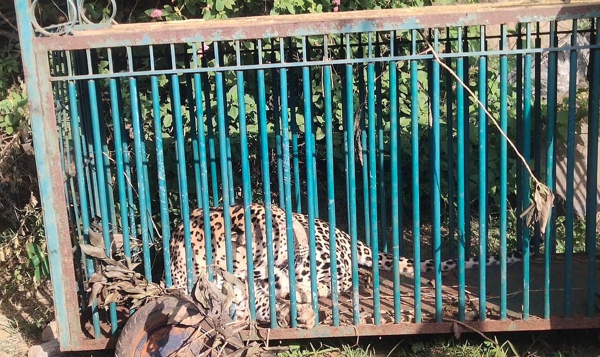 ಕುದೇರಿನಲ್ಲಿ ಬೋನಿಗೆ ಬಿದ್ದ ಚಿರತೆ