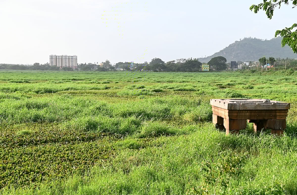 ಮೈಸೂರು: ಚರಂಡಿ ನೀರಿನ ತೊಟ್ಟಿ ‘ದಳವಾಯಿ ಕೆರೆ’