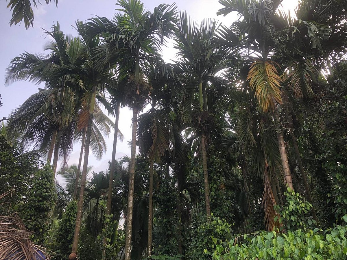 ಉಡುಪಿ: ಇಳುವರಿ ಕುಸಿತ ಭೀತಿಯಲ್ಲಿ ಅಡಿಕೆ ಬೆಳೆಗಾರರು