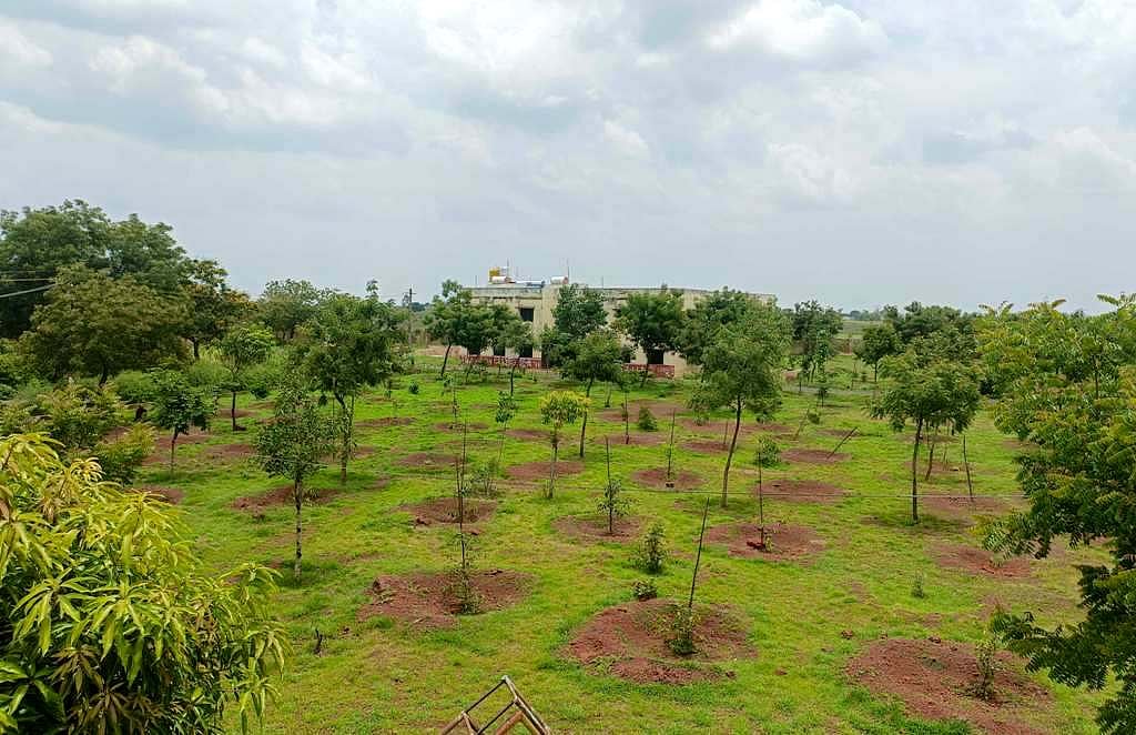 ಮೊರಾರ್ಜಿ ಶಾಲೆಯ ಹಸಿರು ಪ್ರೀತಿ: ವಿದ್ಯಾರ್ಥಿಗಳಿಂದ ಗಿಡ-ಮರಗಳ ದತ್ತು