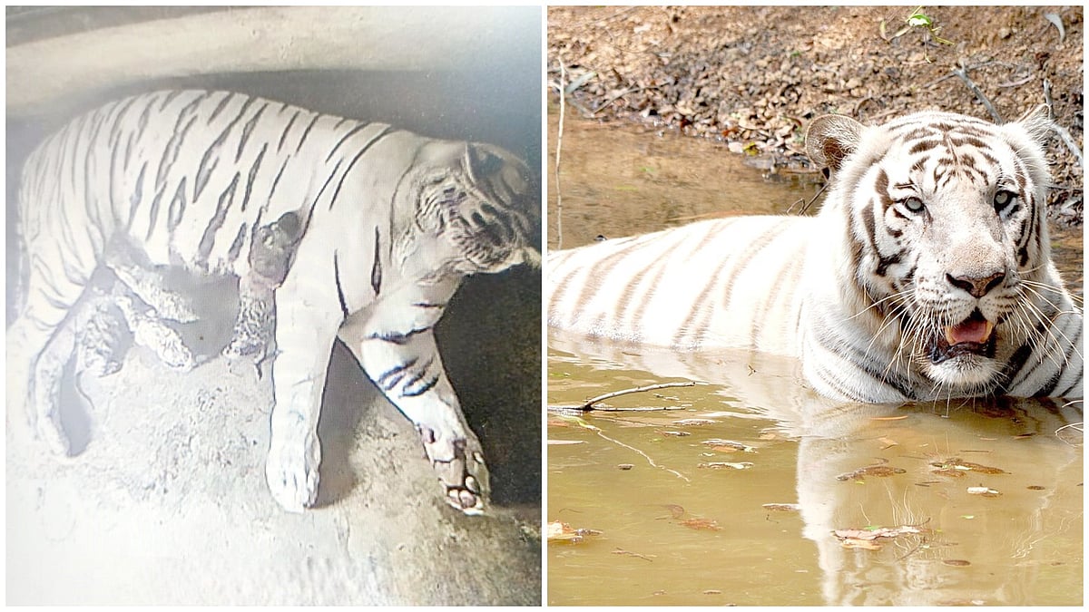 ಒಡಿಶಾ: ಎರಡು ಮರಿಗಳಿಗೆ ಜನ್ಮ ನೀಡಿದ ‘ಮೌಸಮಿ’ ಬಿಳಿ ಹುಲಿ