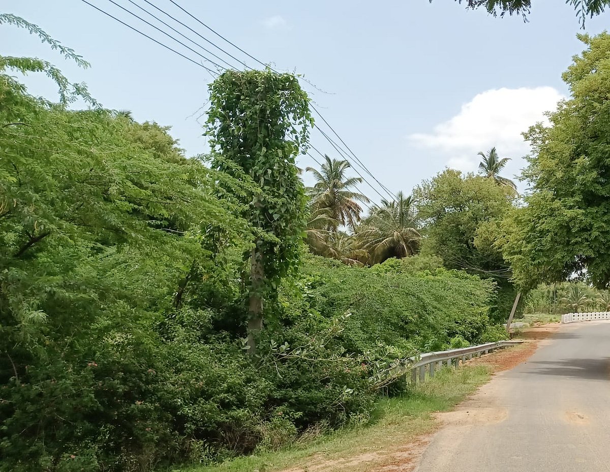 ಮಧುಗಿರಿ | ಬೆಸ್ಕಾಂ ಅಧಿಕಾರಿಗಳ ನಿರ್ಲಕ್ಷ್ಯ; ವಿದ್ಯುತ್ ಕಂಬ ಏರಿದ ಗಿಡ, ಬಳ್ಳಿ