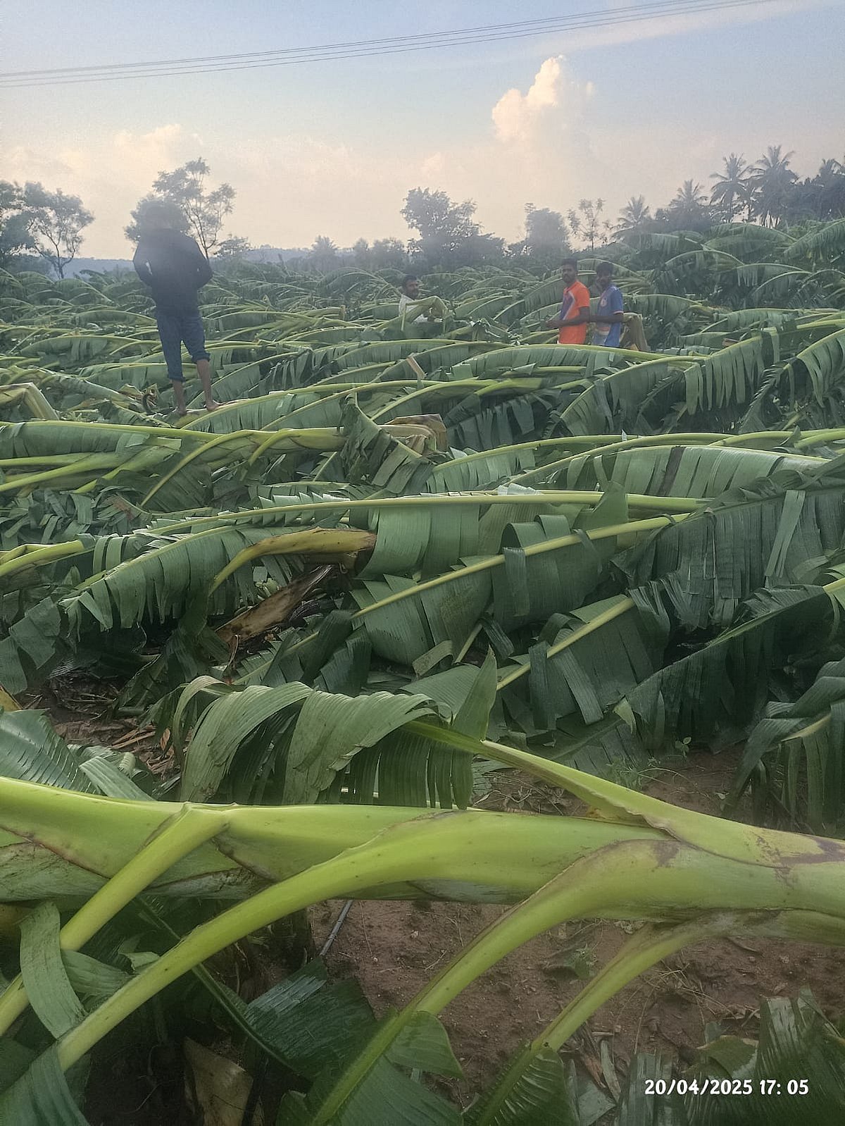2 ಸಾವಿರ ಹೆಕ್ಟೇರ್‌ ತೋಟಗಾರಿಕೆ ಬೆಳೆಗೆ ಹಾನಿ