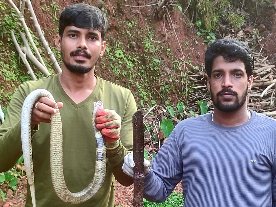 ಕುಮಟಾ ತಾಲ್ಲೂಕಿನ ಹೆಗಡೆ ಗ್ರಾಮದಲ್ಲಿ ಹಾವನ್ನು ರಕ್ಷಿಸಿದ ಪವನ್ ನಾಯ್ಕ ಮತ್ತು ಅದ್ವೈತ ಭಟ್ಟ