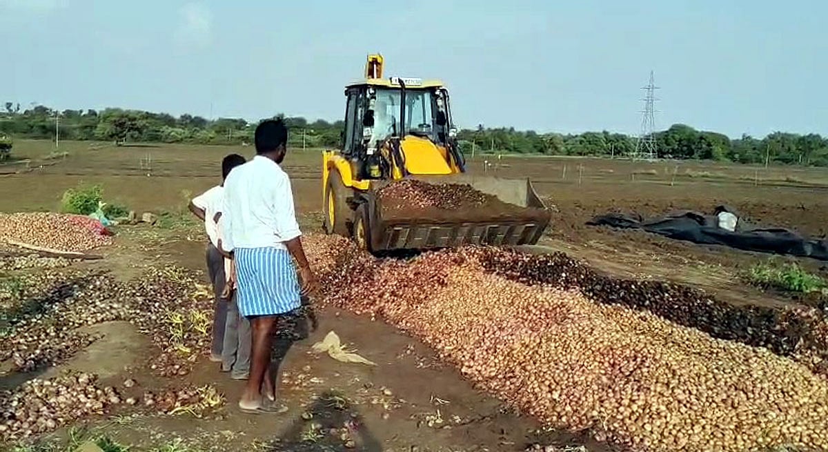 ಮುದ್ದೇಬಿಹಾಳ | ಕುಸಿದ ದರ: 500 ಕ್ವಿಂಟಾಲ್‌ ಈರುಳ್ಳಿ ನೆಲಸಮ 