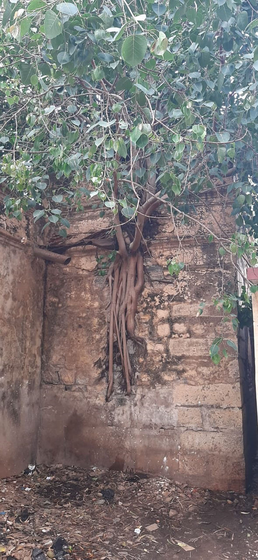 ಕಟ್ಟಡದ ಗೋಡೆಯಲ್ಲಿ ಆಲದ ಮರ ಬೆಳೆದಿರುವುದು