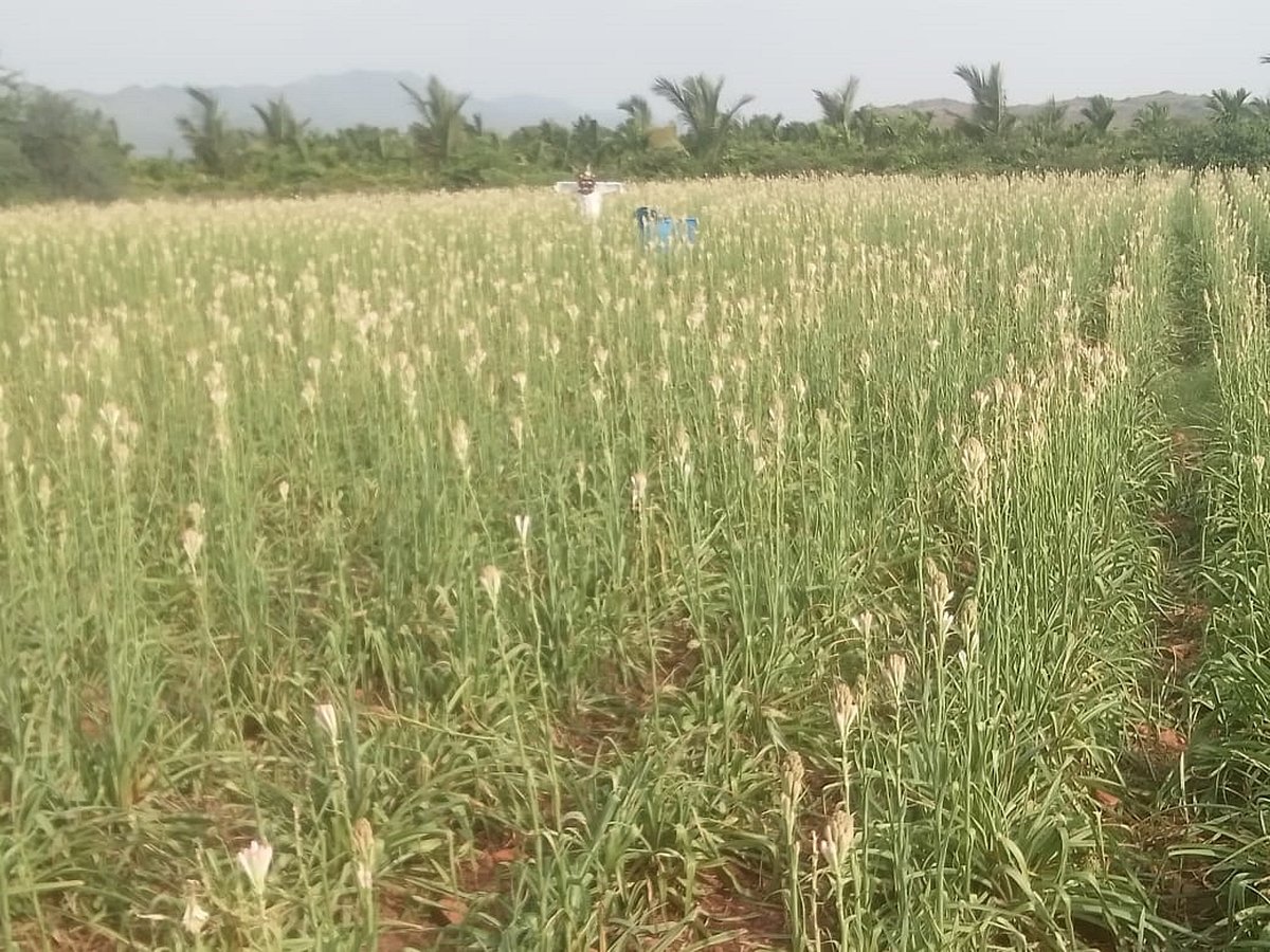 ಹೊಸದುರ್ಗ: ಸಮೃದ್ಧ ಬದುಕು ನೀಡಿದ ಸುಗಂಧರಾಜ
