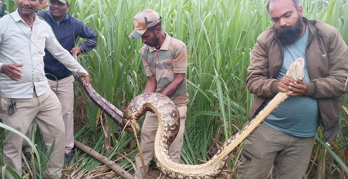 ಕಬ್ಬಿನ ಗದ್ದೆಯಲ್ಲಿ 12 ಅಡಿ ಉದ್ದದ ಹೆಬ್ಬಾವು