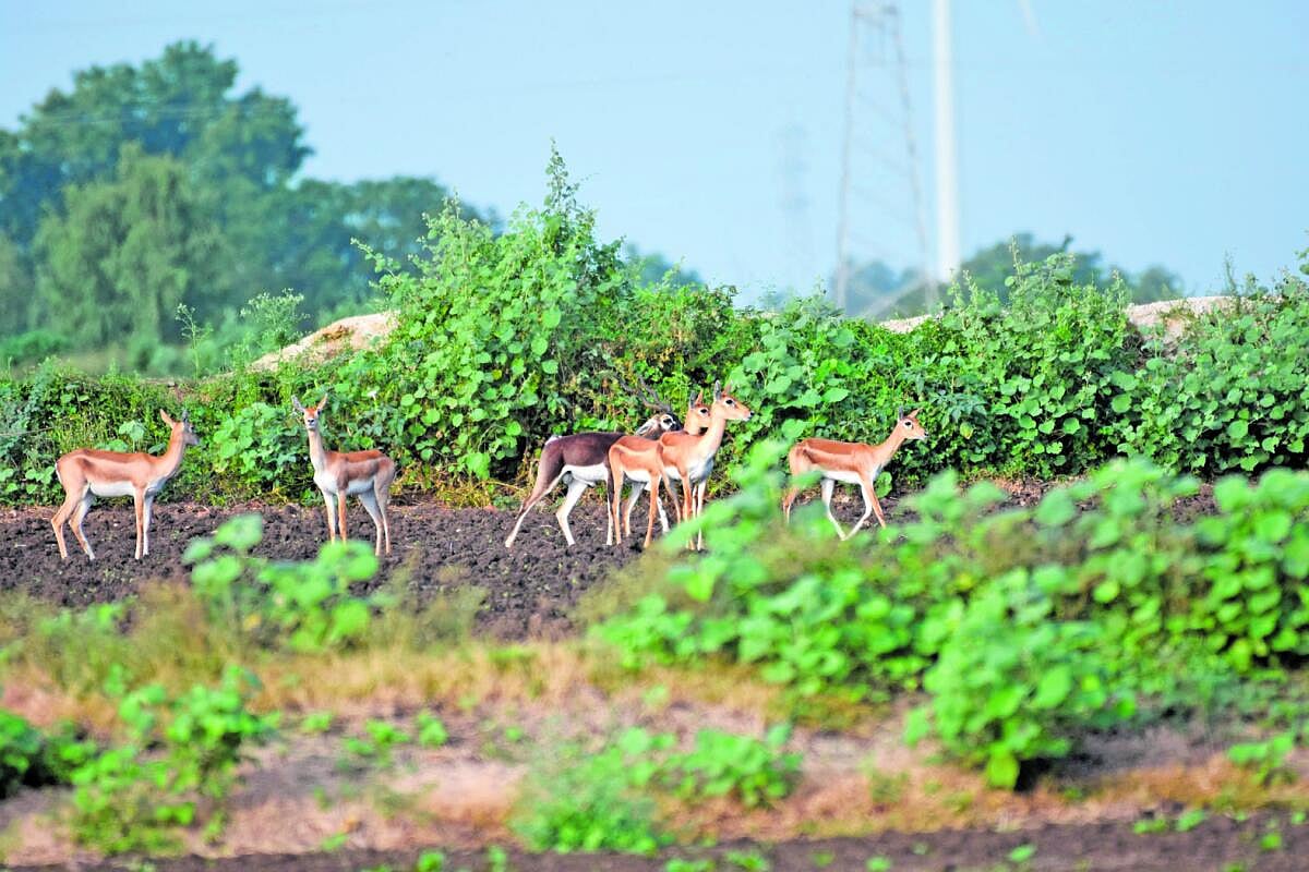 ರೋಣ: ಮಳೆಯ ಕೊರತೆ ಚಿಂತೆ ನಡುವೆ ರೈತರನ್ನು ಹೈರಾಣಾಗಿಸುತ್ತಿರುವ ಜಿಂಕೆಗಳು