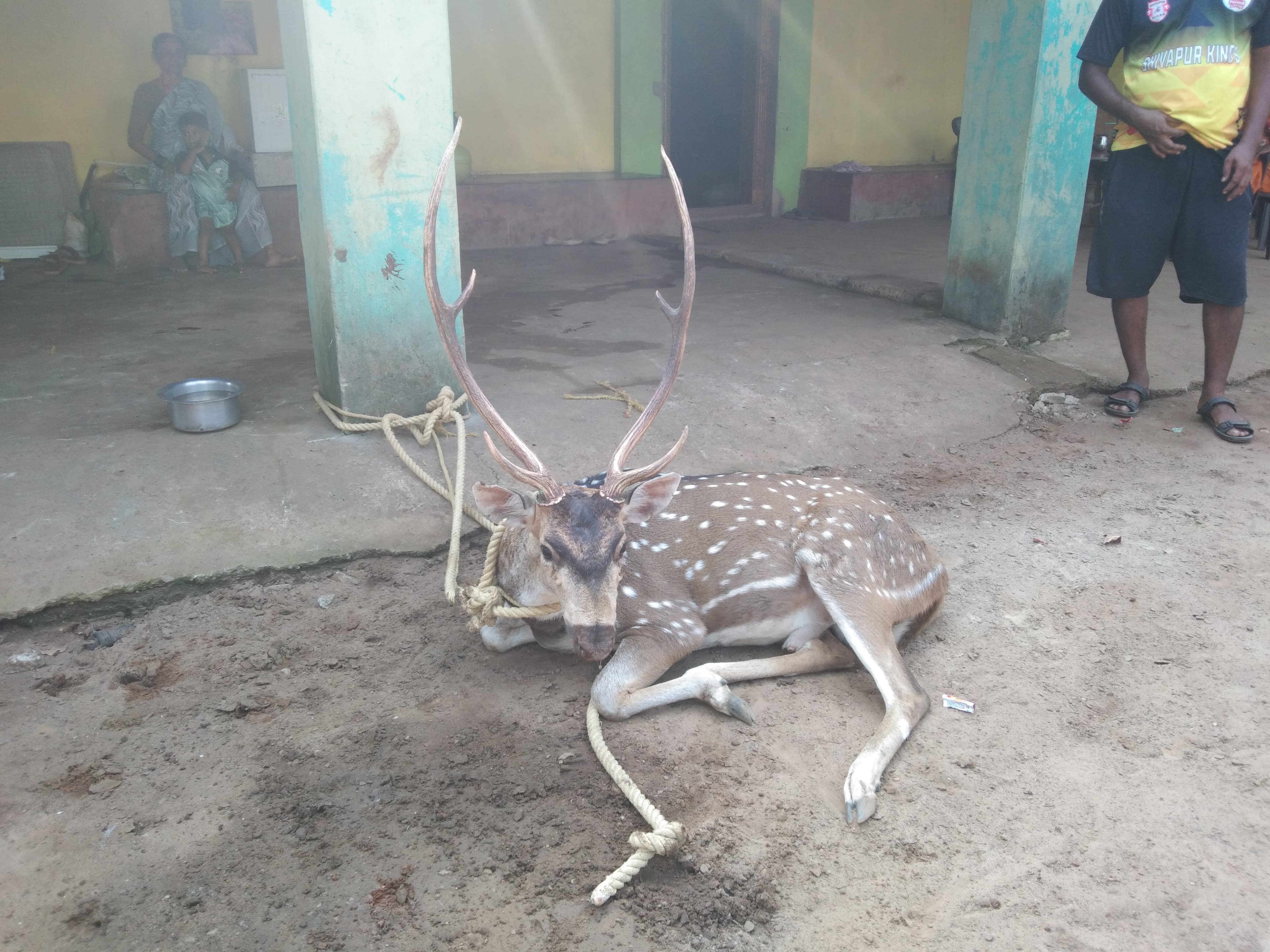 ಸೊರಬ ತಾಲ್ಲೂಕಿನ ಶಿವಪುರ ಗ್ರಾಮದಲ್ಲಿ ನಾಯಿಗಳ ದಾಳಿಯಿಂದ ಗಾಯಗೊಂಡಿದ್ದ ಜಿಂಕೆ