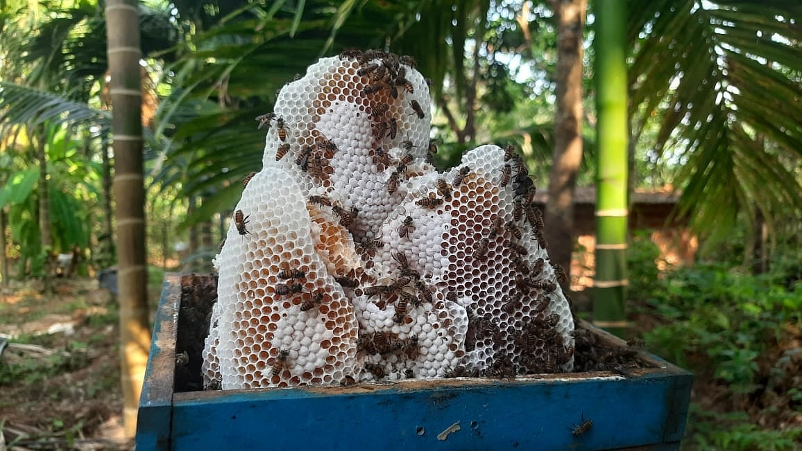 ತೋಟಗಾರಿಕೆ ಇಲಾಖೆ: ‘ಝೇಂಕಾರ’ ಜೇನು ಸಾಕಾಣಿಕೆಗೆ ನಕಾರ