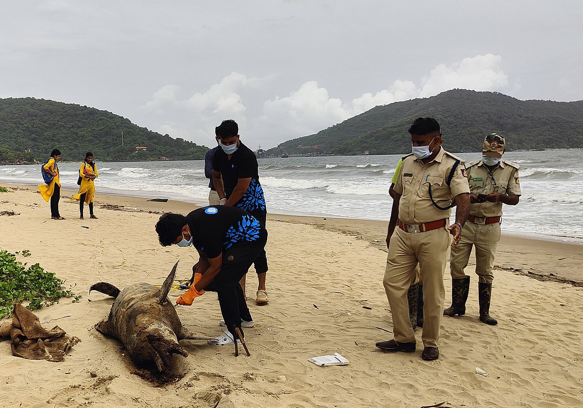 ಕಾರವಾರ: ಡಾಲ್ಫಿನ್ ಹೊಟ್ಟೆಯೊಳಗೆ ಮೀನಿನ ಬಲೆ, ಪ್ಲಾಸ್ಟಿಕ್ ತ್ಯಾಜ್ಯ ಪತ್ತೆ