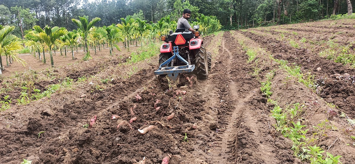 ಕೊಡಗು | ಸಿಹಿಗೆಣಸು ಧಾರಣೆ ಕುಸಿತ