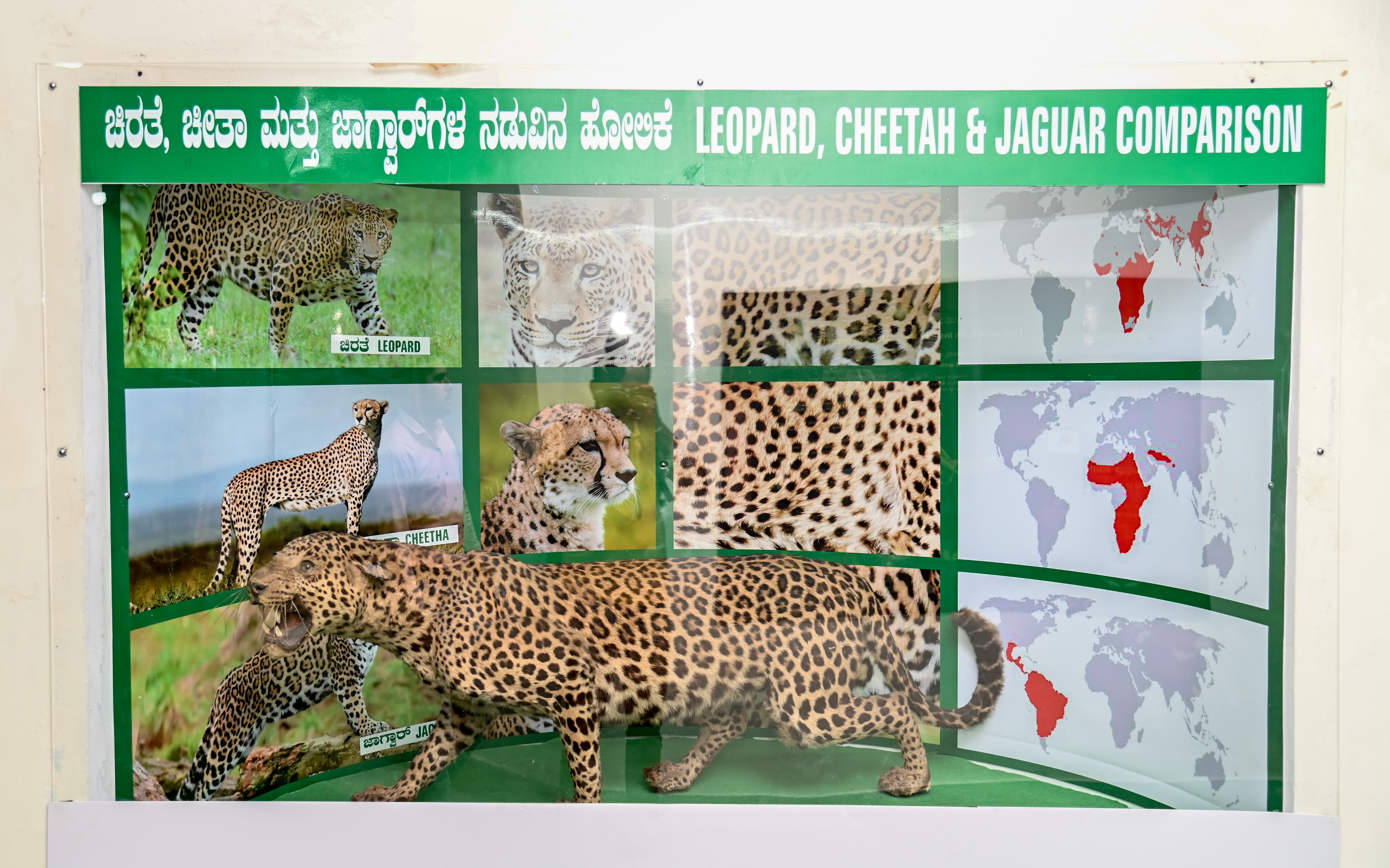 ಮೈಸೂರು ಪ್ರಾದೇಶಿಕ ಅರಣ್ಯ ವಿಭಾಗವು ಚಾಮುಂಡಿಬೆಟ್ಟದಲ್ಲಿ ನಿರ್ಮಿಸಿರುವ ಪರಿಸರ ಮಾಹಿತಿ ಕೇಂದ್ರದಲ್ಲಿ ಚಿರತೆ ಚೀತಾ ಮತ್ತು ಜಾಗ್ವಾರ್‌ಗಳ ಹೋಲಿಕೆಯ ಗ್ಯಾಲರಿ– 