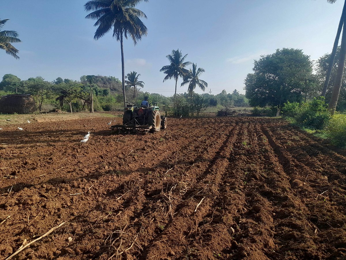 ಬಂಗಾರಪೇಟೆ: ಗರಿಗೆದರಿದ ಕೃಷಿ ಚಟುವಟಿಕೆ