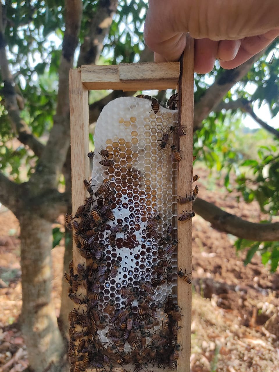 ದಾವಣಗೆರೆ: ಮಧುಬನ.. ಜೇನು ಕೃಷಿಗೆ ಉತ್ತೇಜನ...