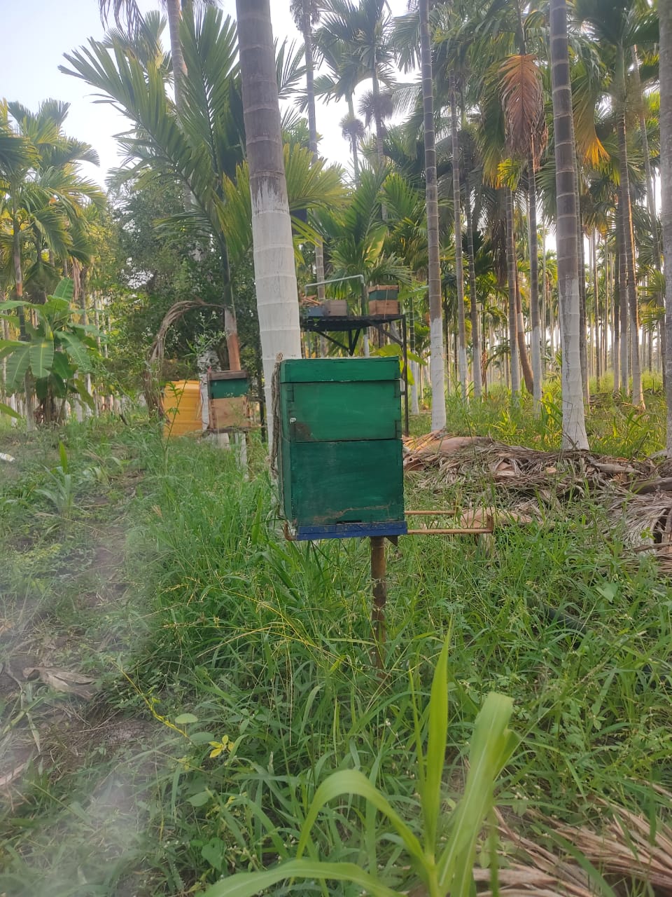 ಸಂತೇಬೆನ್ನೂರು ಸಮೀಪದ ಅಡಿಕೆ ತೋಟವೊಂದರಲ್ಲಿ ಇರಿಸಿರುವ ಜೇನು ಪೆಟ್ಟಿಗೆ