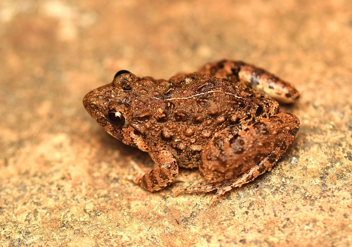 ಮುಂಗಾರು ಮಳೆಗೆ ಹೊರಬಂದ ಕಪ್ಪೆಗಳು 