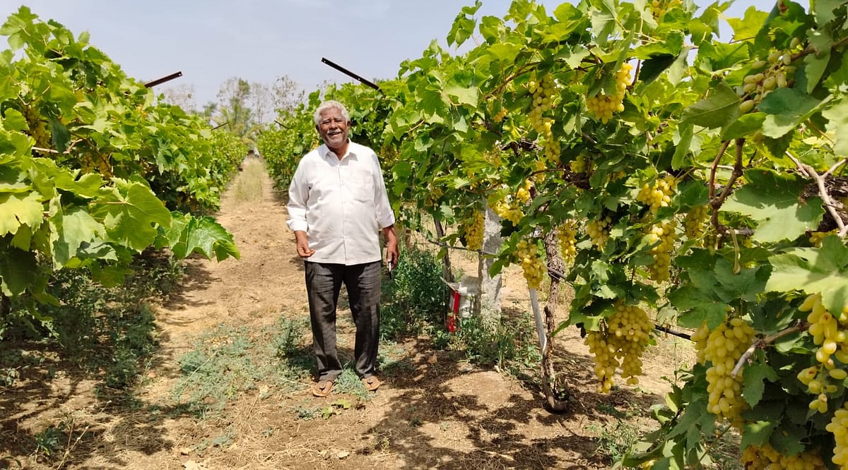 ಮುಳಗುಂದ: ಬಹು ಬೇಡಿಕೆಯ ಸೋನಾಲಿಕ್ ದ್ರಾಕ್ಷಿ ಬೆಳೆದ ರೈತ