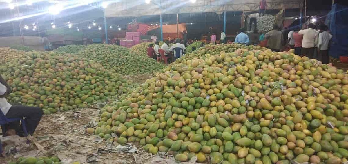 ಬೆಲೆ ಕುಸಿತ: ಮಾವು ಬೆಳೆಗಾರರು ಕಂಗಾಲು