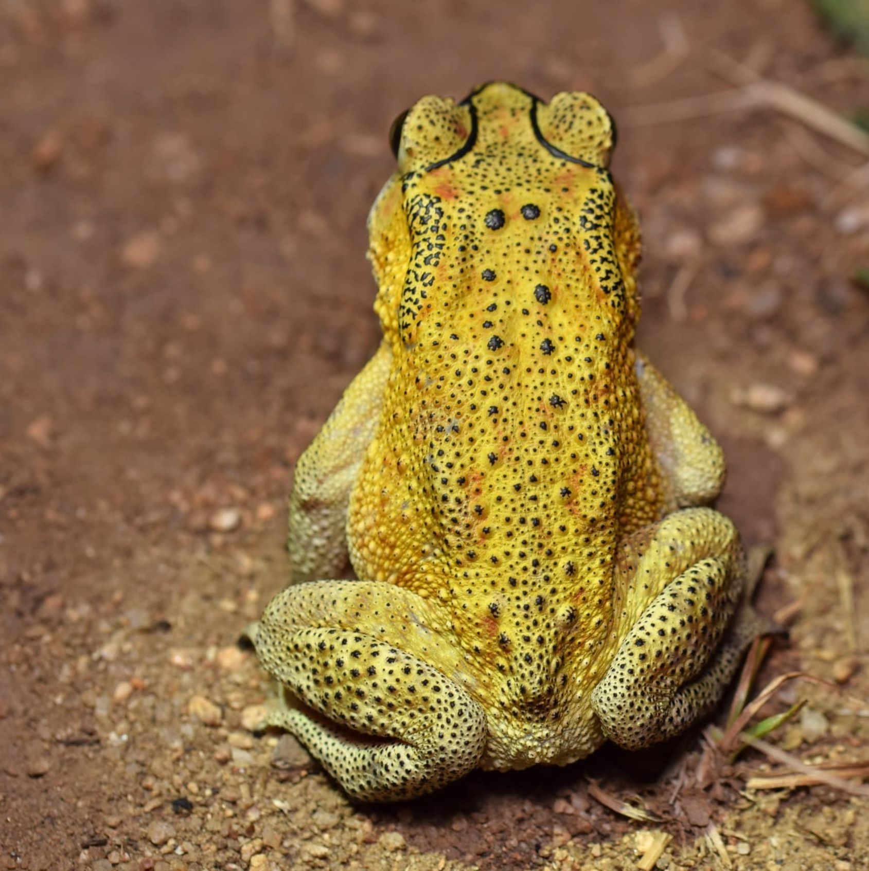 ಸಾಮಾನ್ಯ ಕಪ್ಪೆ