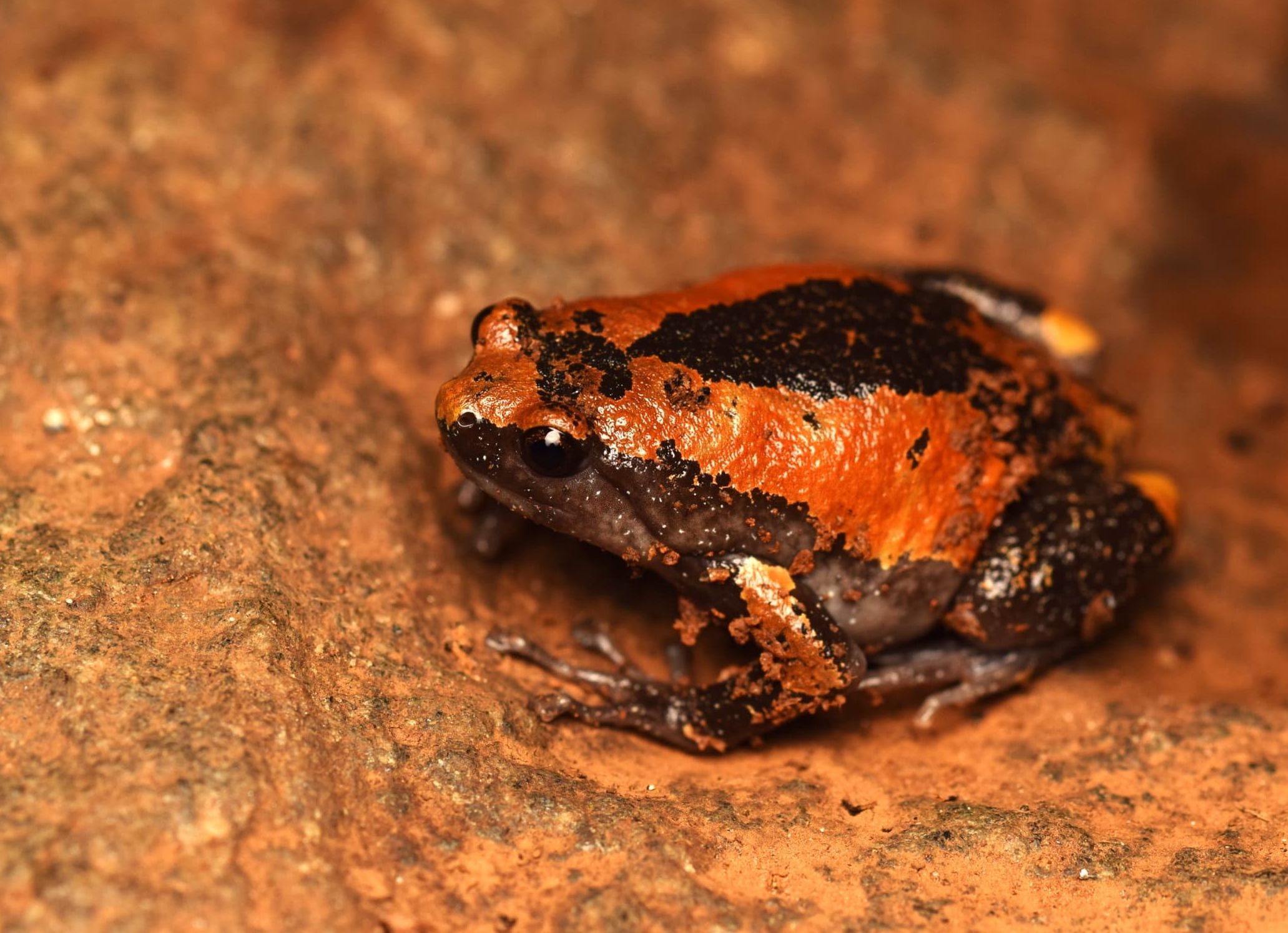 ಬಲೂನ್‌ ಕಪ್ಪೆ