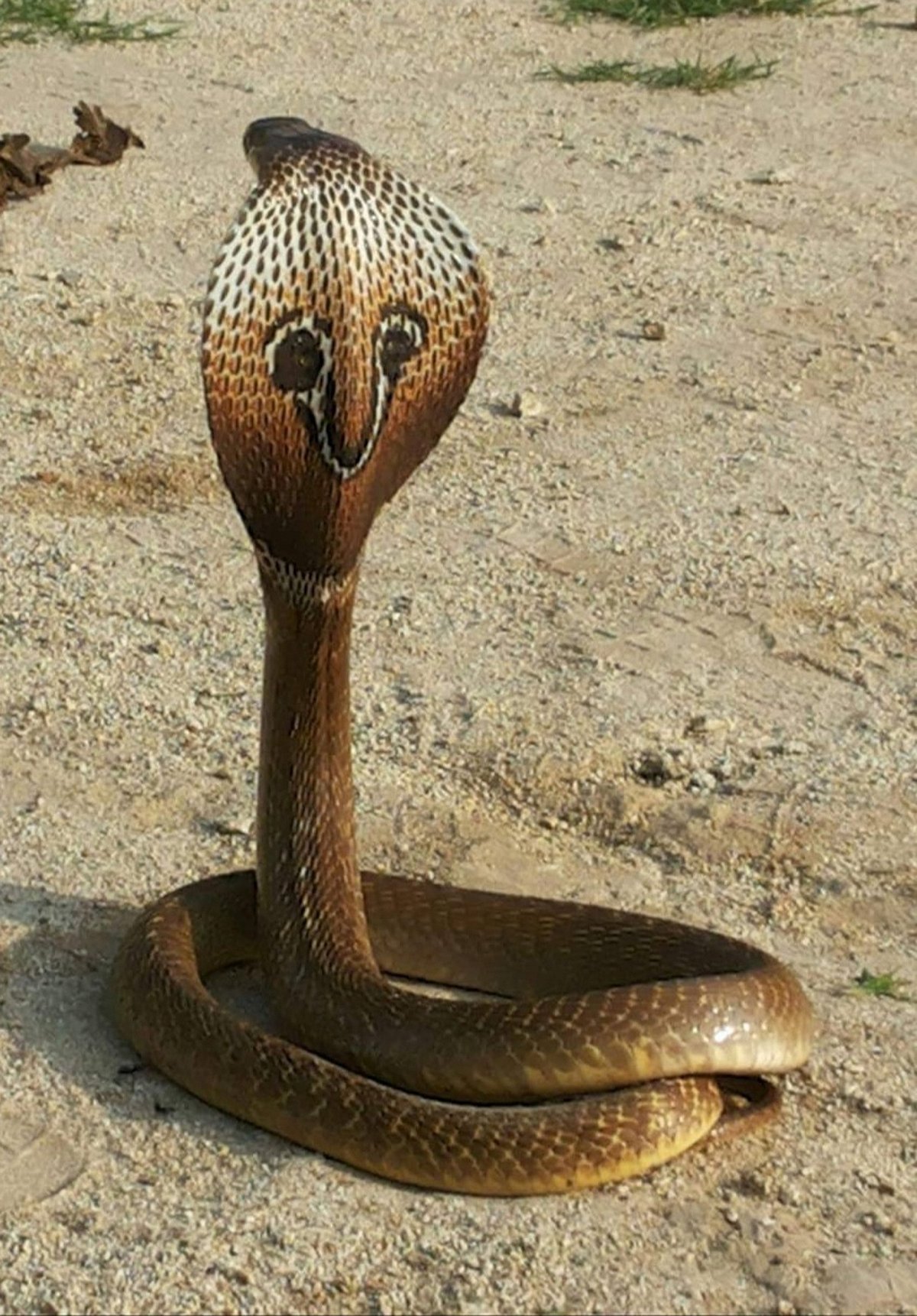 ಚಾಮರಾಜನಗರ | ಉರಗ ಬಾಧೆ ಹೆಚ್ಚಳ; ಸಂಚರಿಸುವಾಗ ಇರಲಿ ಎಚ್ಚರ