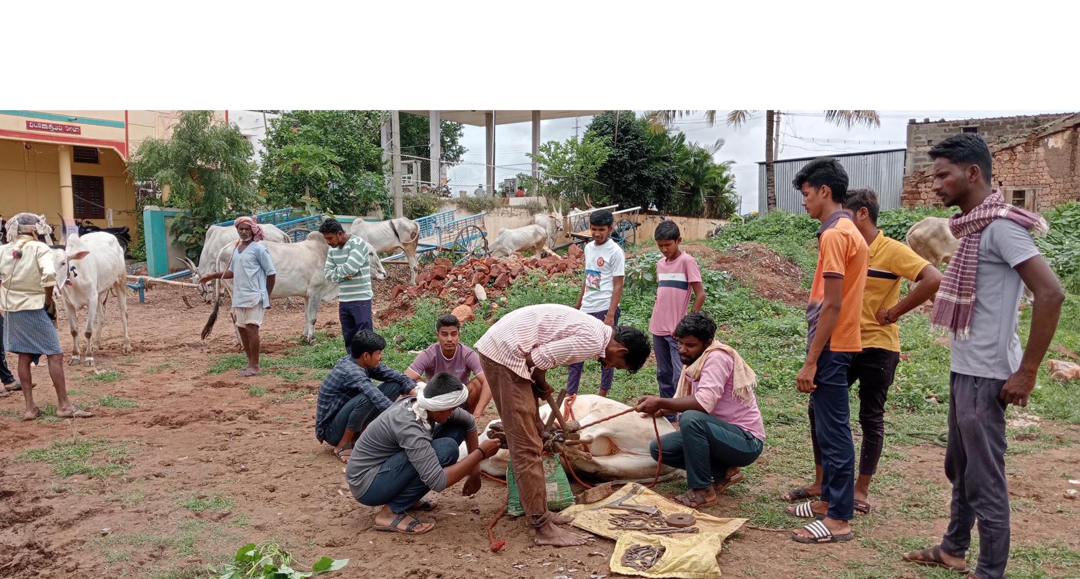ಉಪ್ಪಿನಬೆಟಗೇರಿ ಗ್ರಾಮದ ಮೂರಕಲ್ಲ ಅಗಸಿ ಬಳಿ ಶನಿವಾರ ರೈತರು ಎತ್ತಿಗೆ ನಾಲ ಕಟ್ಟಿಸಿದರು 