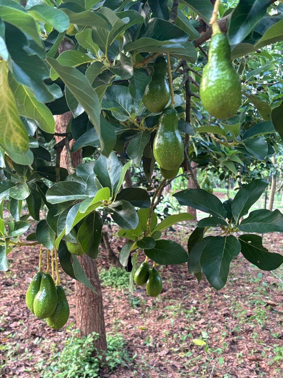 ಮೈಸೂರಿನ ಬಳಿ ಬೆಳವಲ ಫಾರಂನಲ್ಲಿ ಕೆ. ರಾಮಕೃಷ್ಣಪ್ಪ ಅವರು ಬೆಳೆಸಿರುವ ಅವಕಾಡೊ(ಬೆಣ್ಣೆ ಹಣ್ಣು)